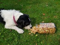 Hund mit Nellykeks Hundekeksen